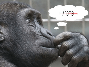 thinking-monkey-image-600x450